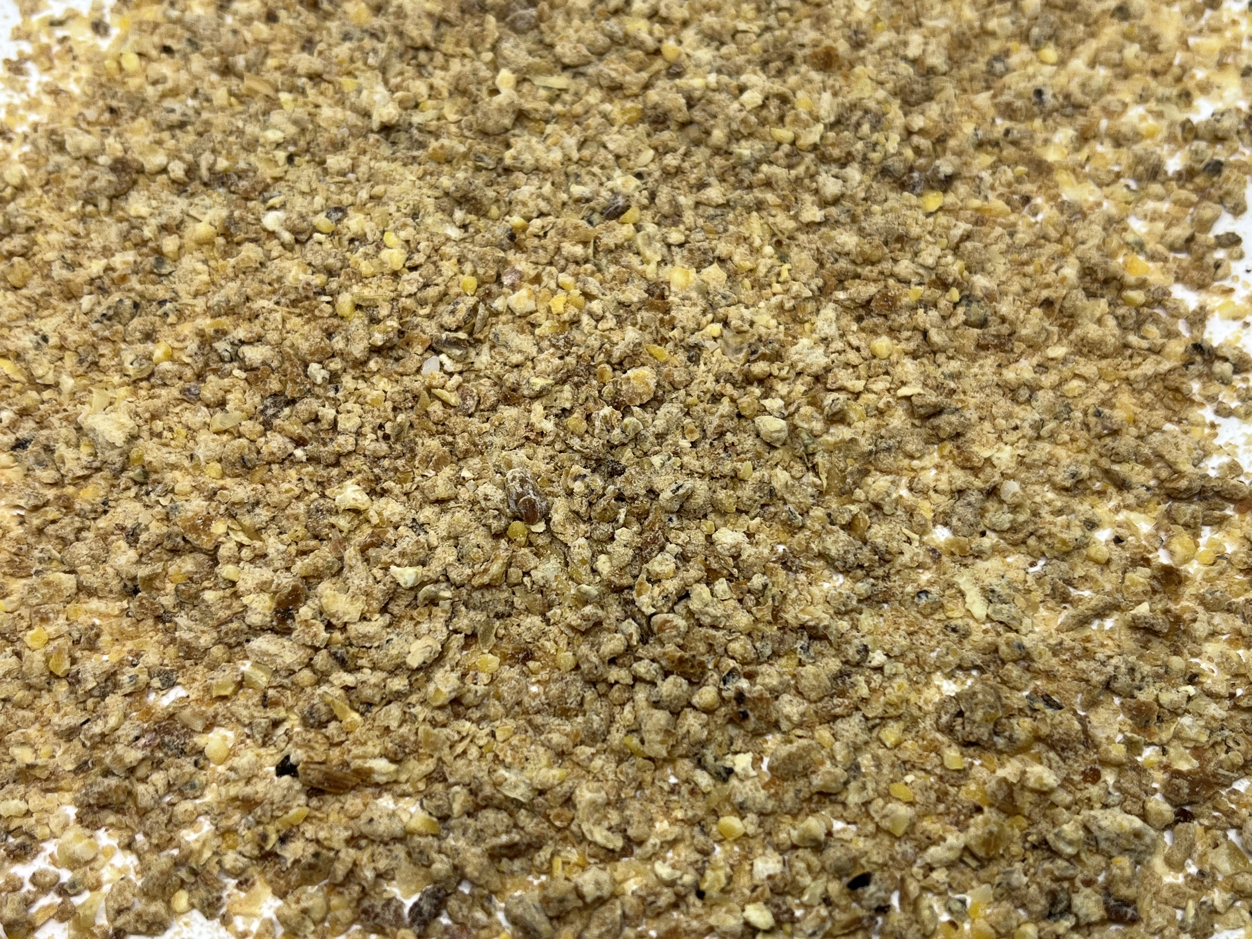 Immagine non trovata